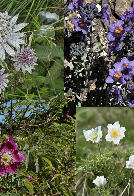 Alpine Flora in the European Alps