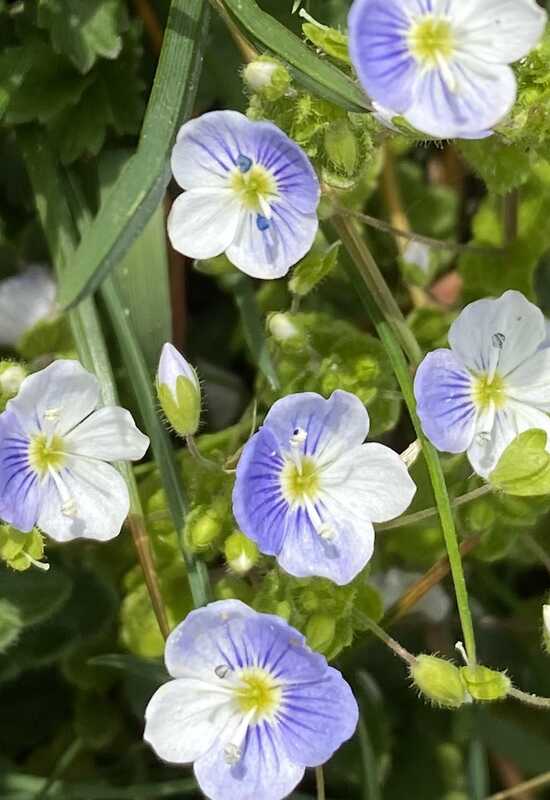 Mountain Flowers