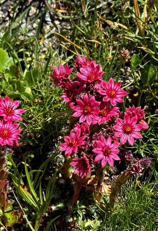 How well do you know your alpine flora?